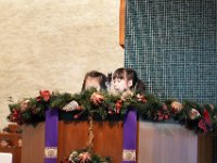 紀念主基督誕生崇拜(一至三年級) (9)